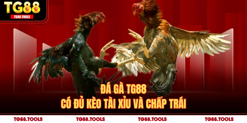 Đá gà TG88 có đủ kèo tài xỉu và chấp trái